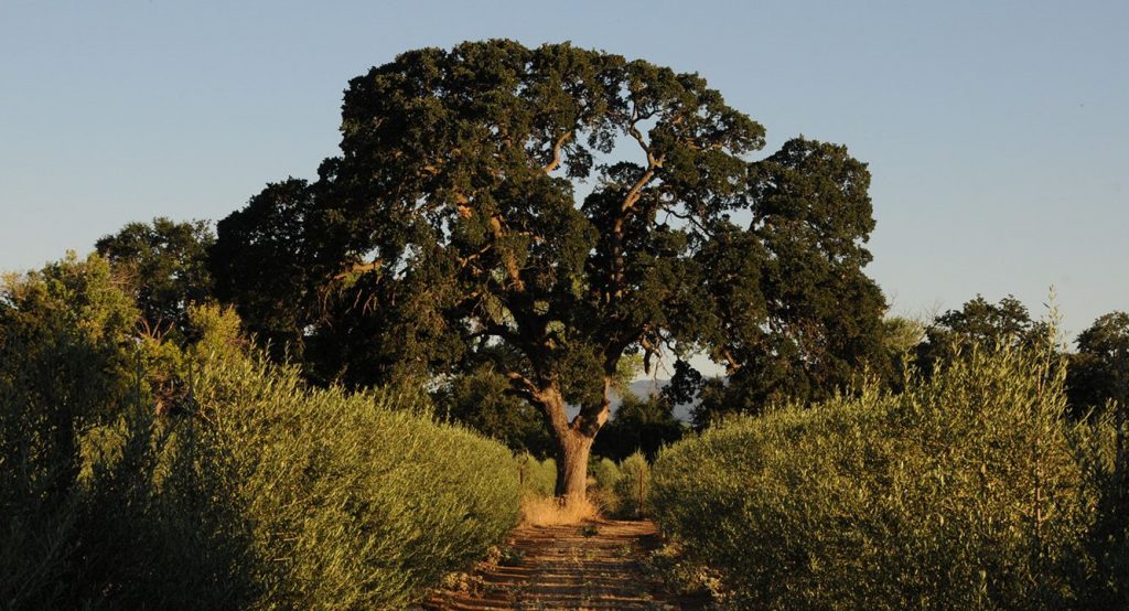 Seka Hills, Yolo County. Oak tree in olive orchard.