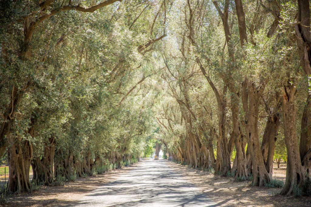 Hidden Grove, Woodland, CA, Yolo County. Olive Tree lined driveway.