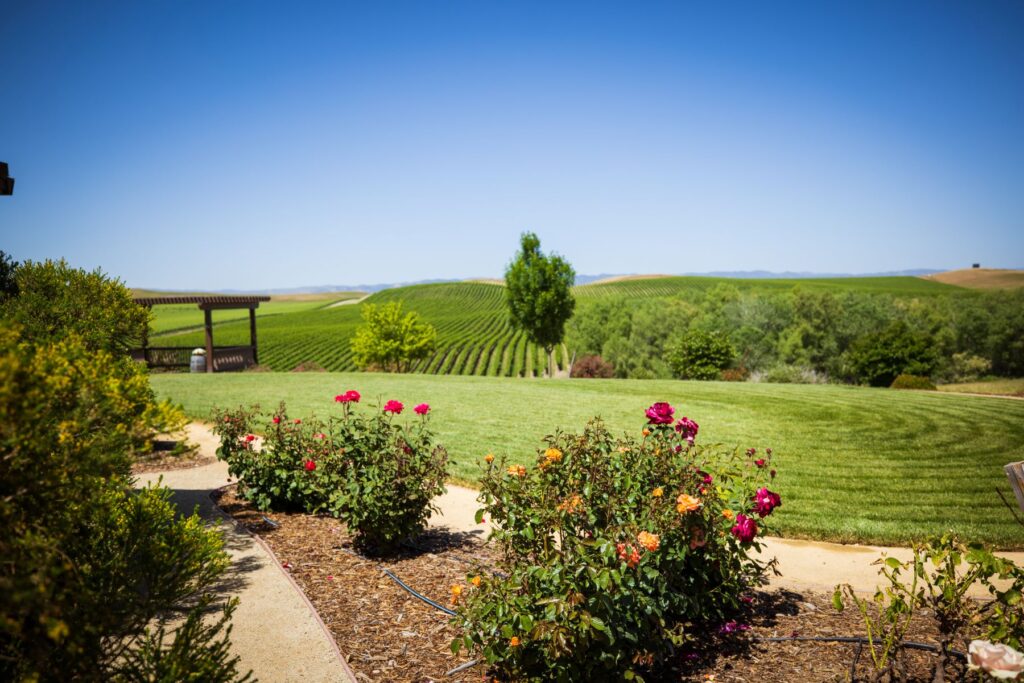 Zamora Hills Ranch, Yolo County. Roses and lawn.