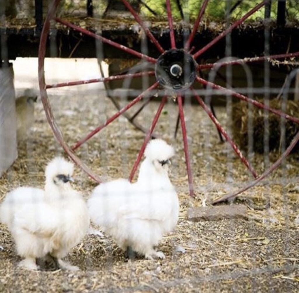 Flower Farm Inn Norcal Wedding Events and their adorable chickens