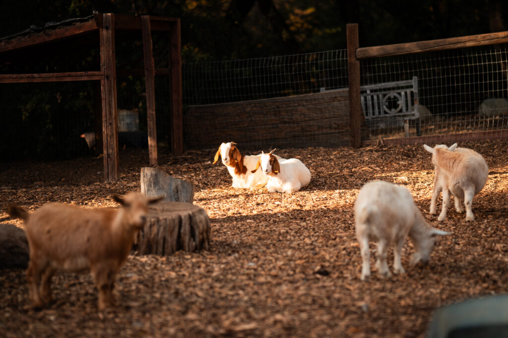The Ranch at Stoney Creek, El Dorado County. Goats in the pen